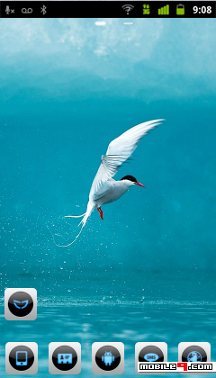 artic tern bird